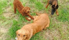 狗狗视频大全,欢乐瞬间，温馨瞬间，萌态百出